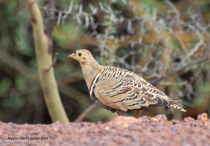 Ganga quadribande mâle adulte, identification