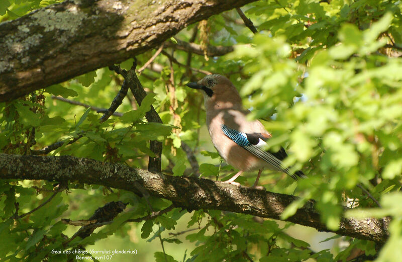 Eurasian Jayadult