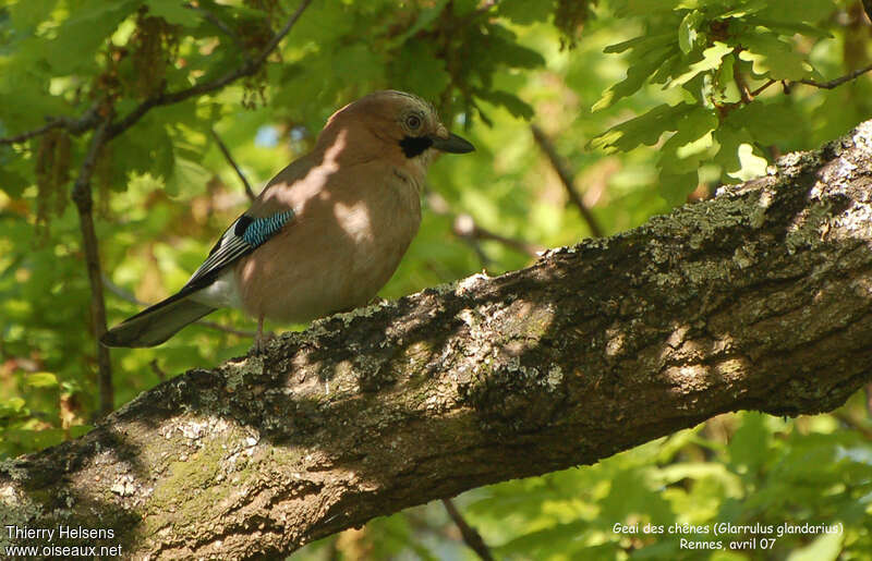 Eurasian Jayadult, habitat, camouflage, pigmentation