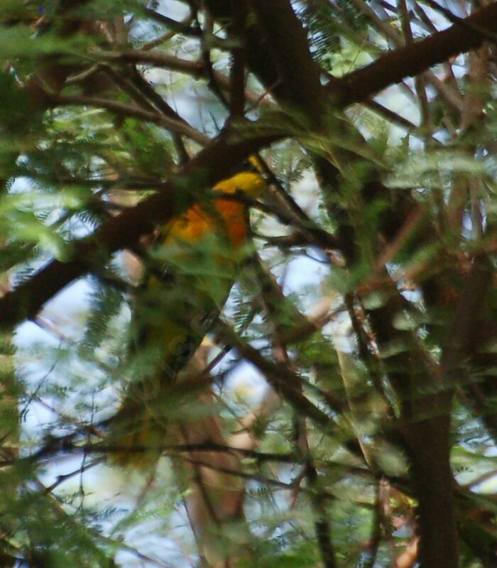 Orange-breasted Bushshrikeadult