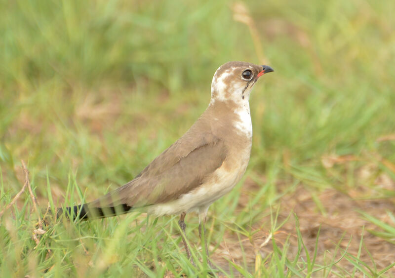 Collared Pratincoleadult