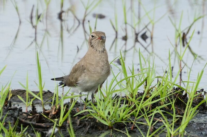 Collared PratincoleFirst year, identification