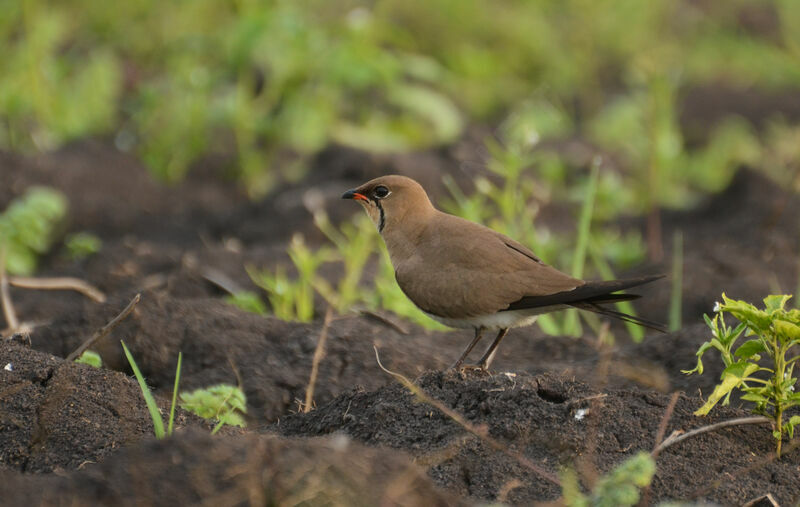 Collared Pratincoleadult, identification