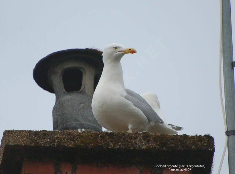 European Herring Gull adult breeding