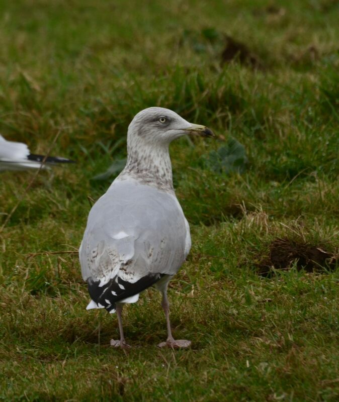 European Herring Gullsubadult, identification