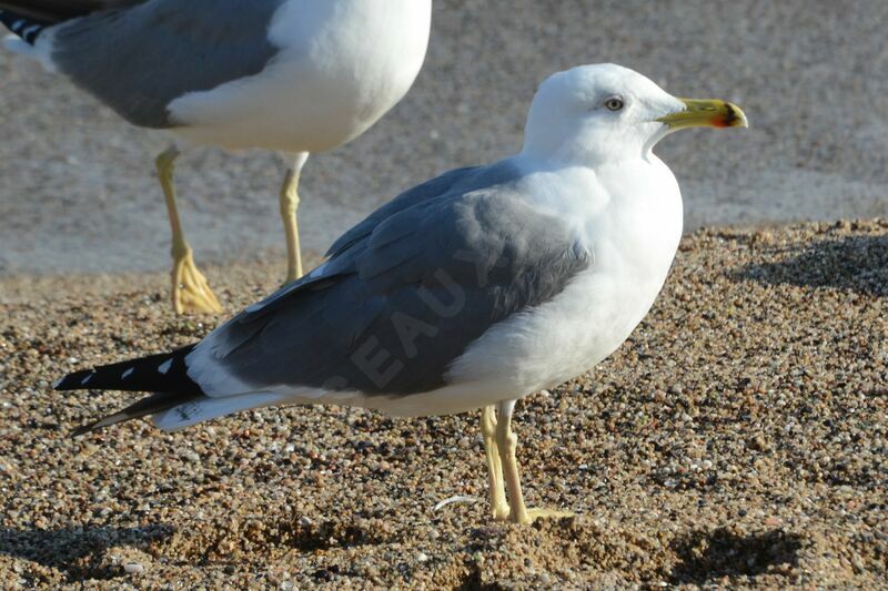 Yellow-legged Gulladult