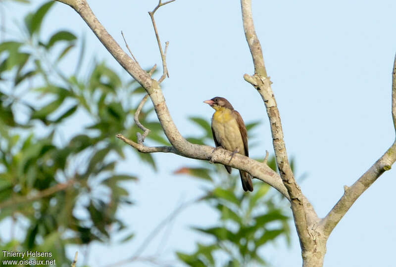 Greater Honeyguide male immature, habitat, pigmentation