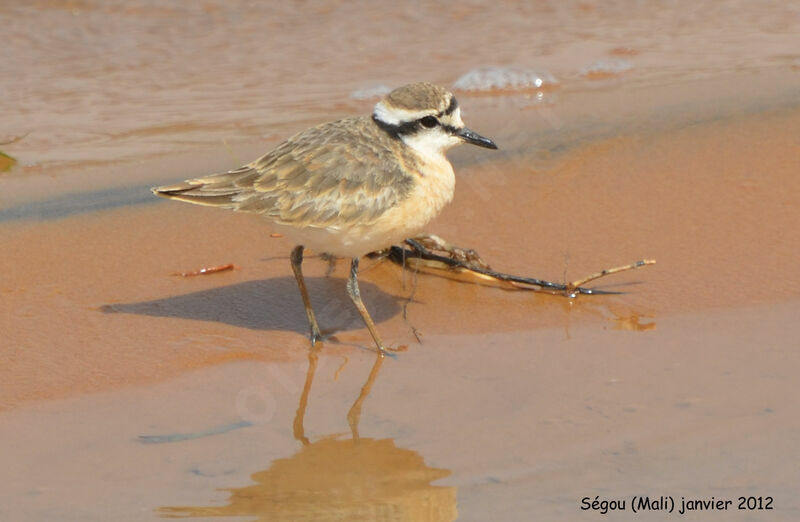 Kittlitz's Plover