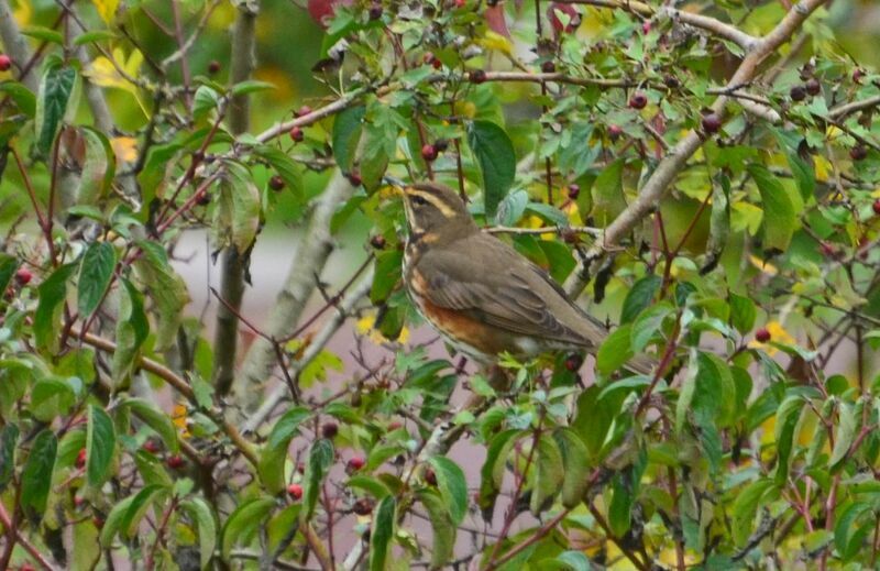 Redwingadult