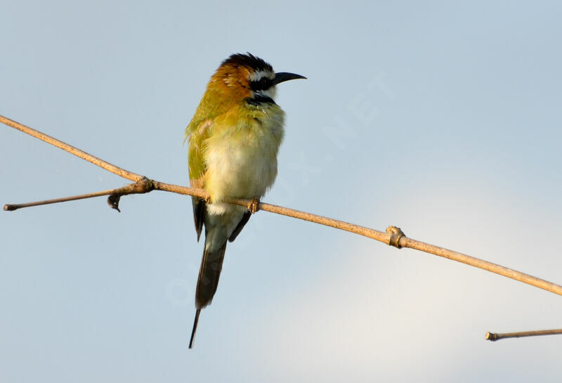 White-throated Bee-eateradult