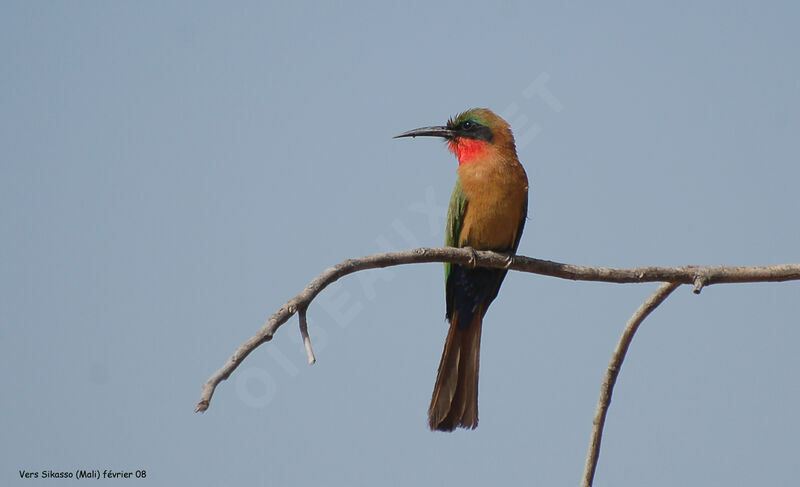 Red-throated Bee-eateradult