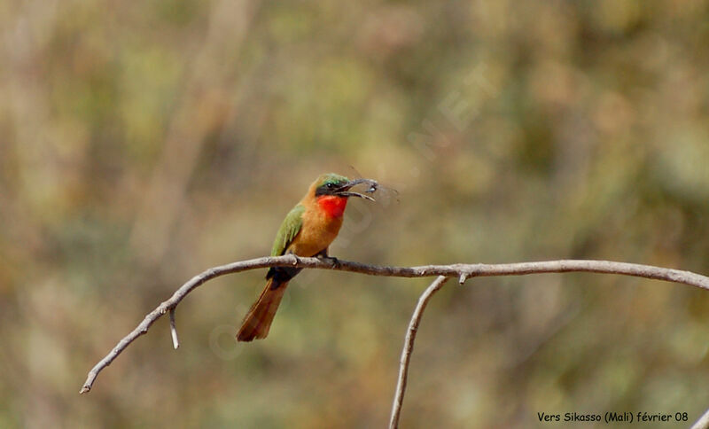 Red-throated Bee-eateradult