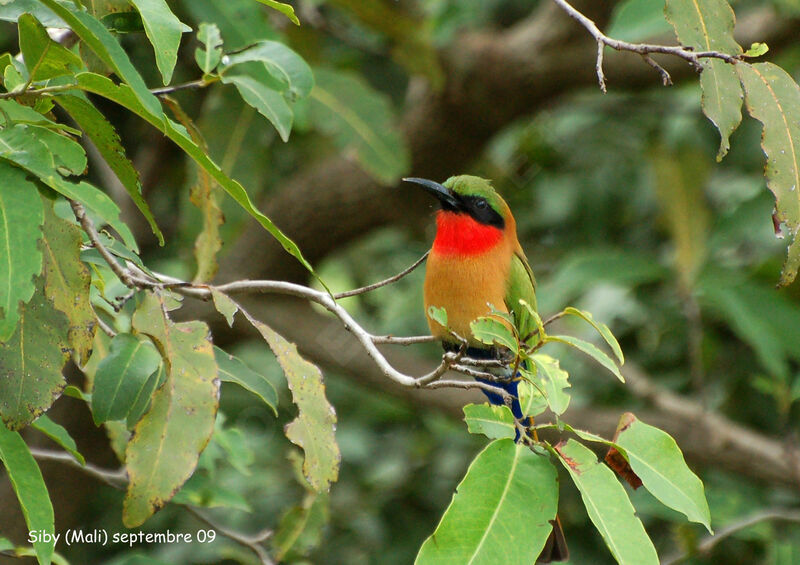 Red-throated Bee-eateradult