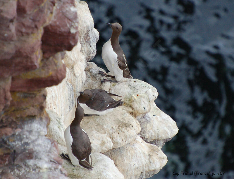 Guillemot de Troïl