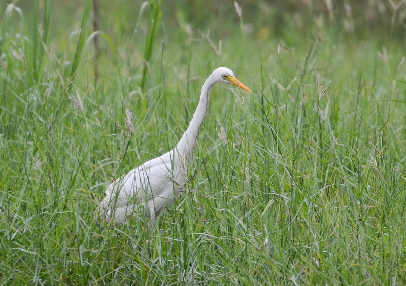 Héron à bec jauneadulte, identification