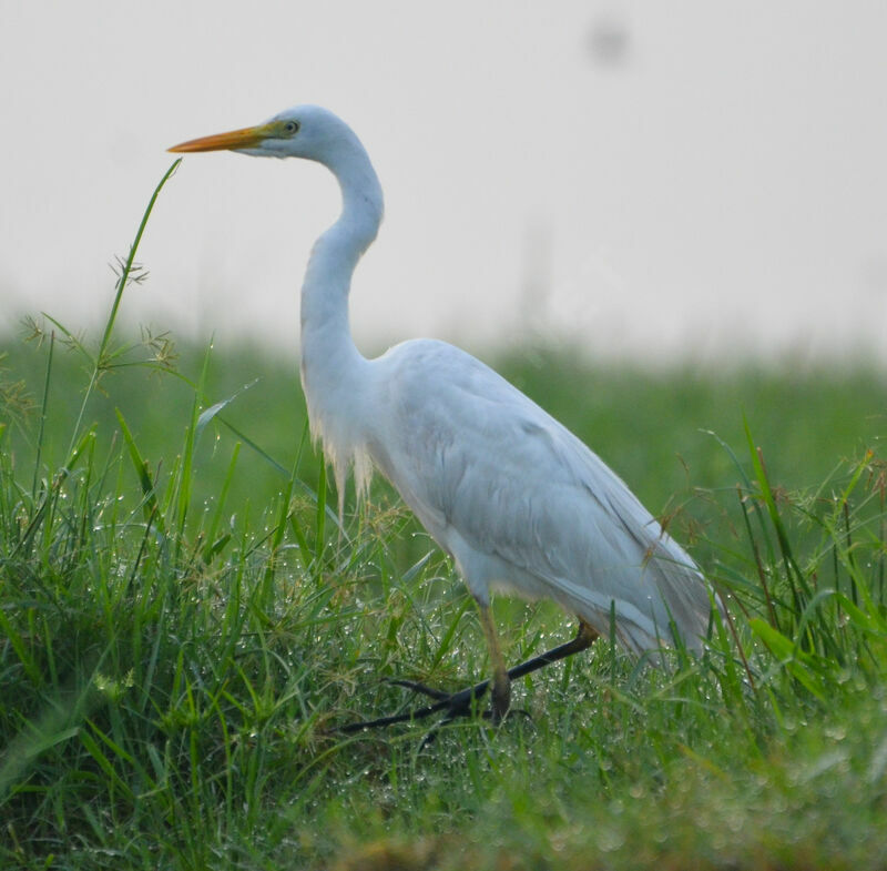 Yellow-billed Egretadult, identification