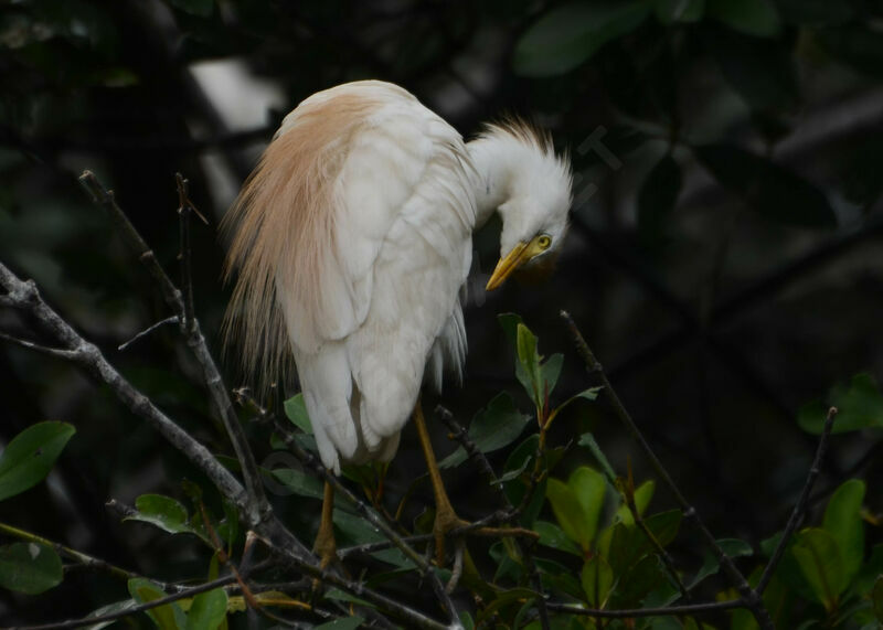 Western Cattle Egretadult breeding, identification