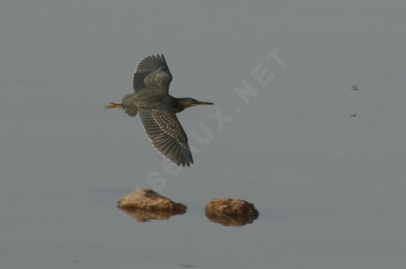 Striated Heronsubadult, Flight