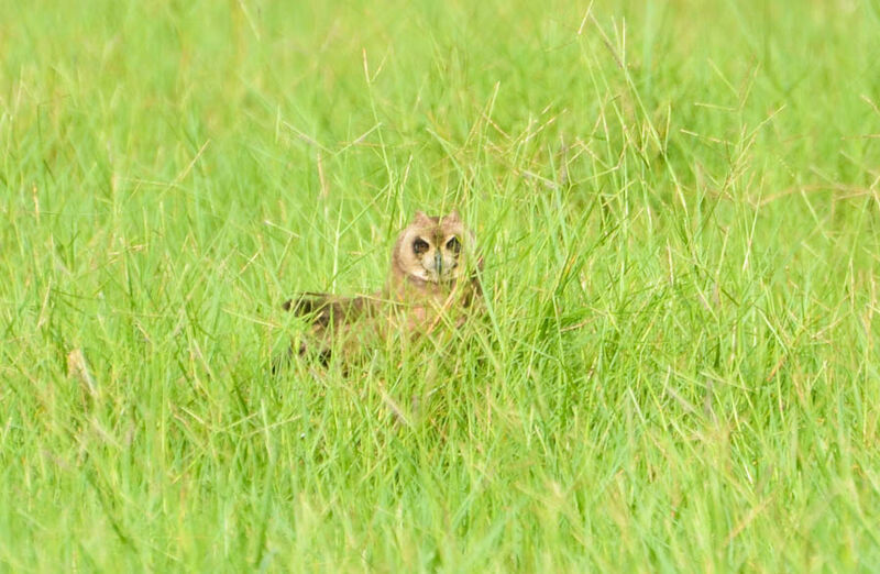 Hibou du Capadulte, identification