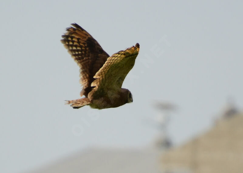 Hibou du Capadulte