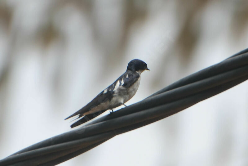 Hirondelle à ailes tachetéesadulte, identification