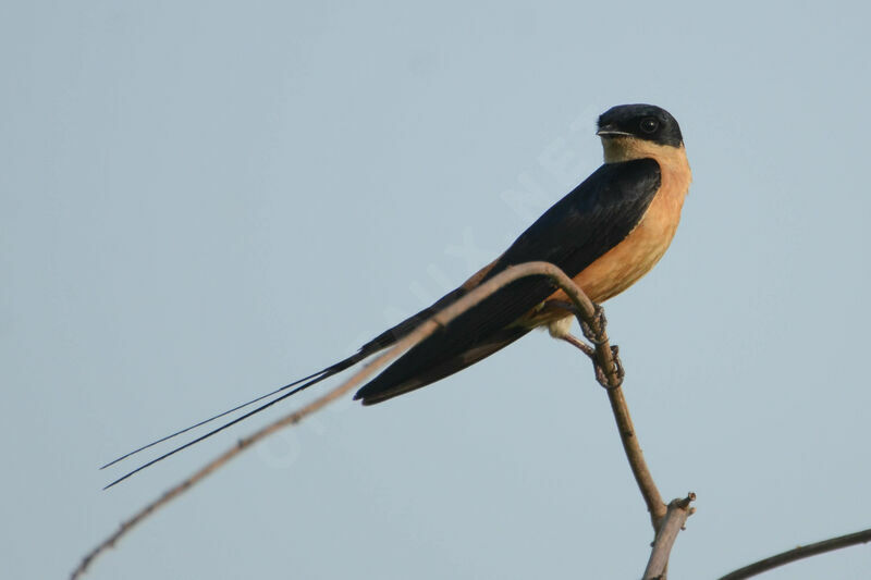 Hirondelle à ventre rouxadulte nuptial, identification