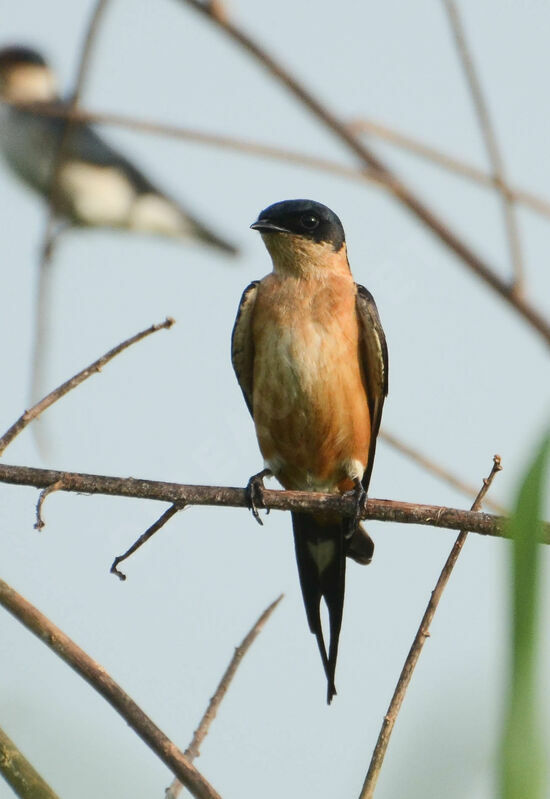 Hirondelle à ventre rouxadulte nuptial