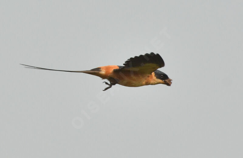 Red-breasted Swallowadult, Flight