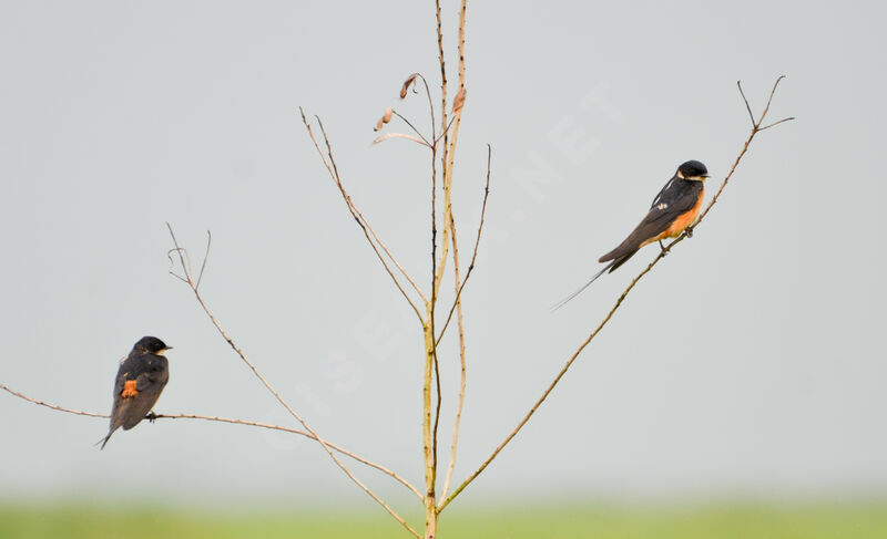 Hirondelle à ventre rouximmature