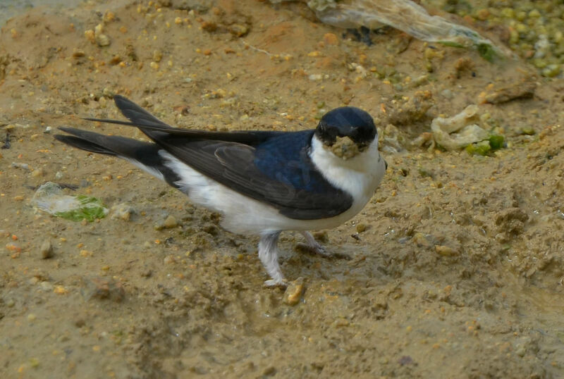 Western House Martinadult, Reproduction-nesting