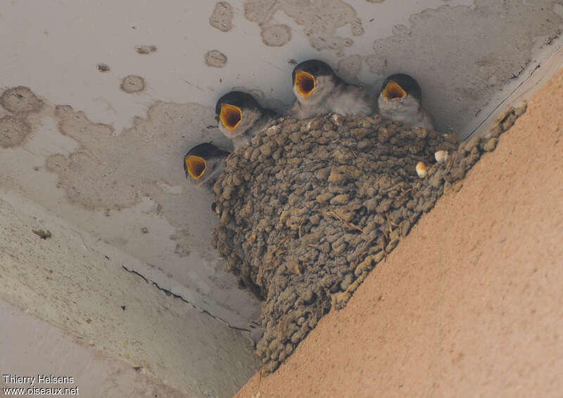 Western House Martin, Reproduction-nesting