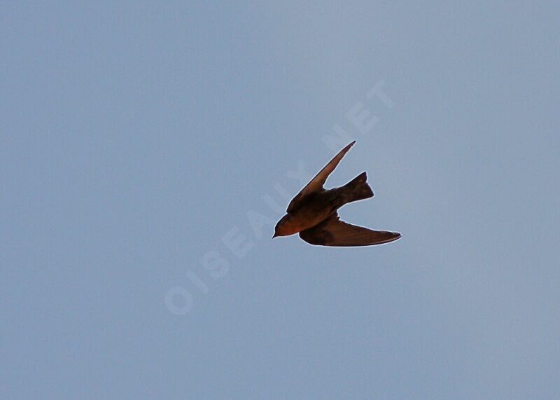 Red-throated Rock Martin