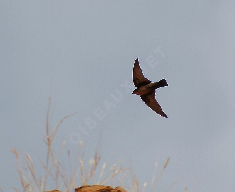 Red-throated Rock Martin