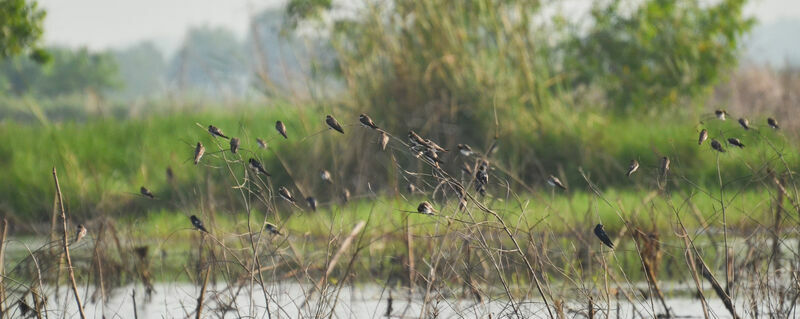 Sand Martin