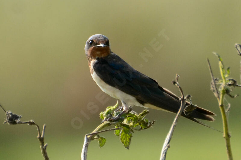 Barn Swallowadult, Behaviour