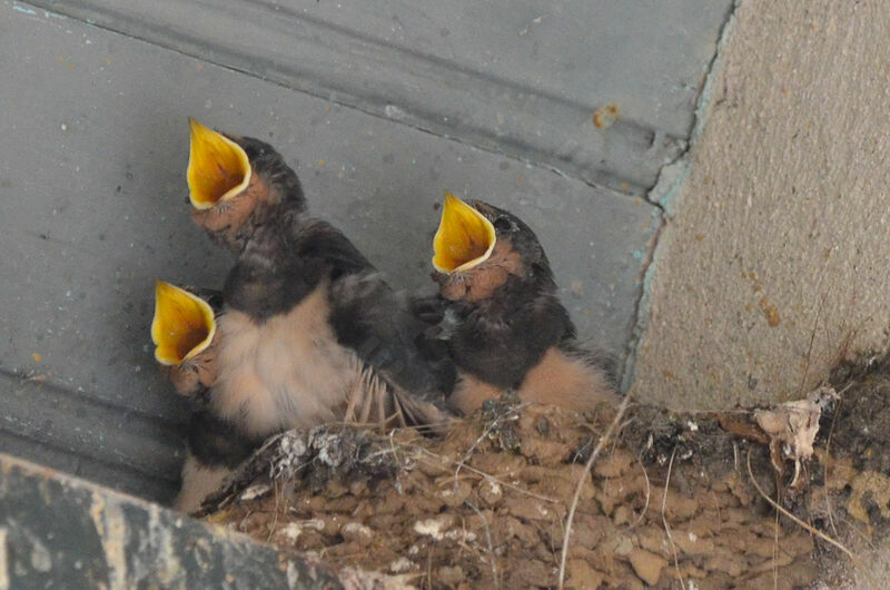 Barn Swallowjuvenile, Reproduction-nesting