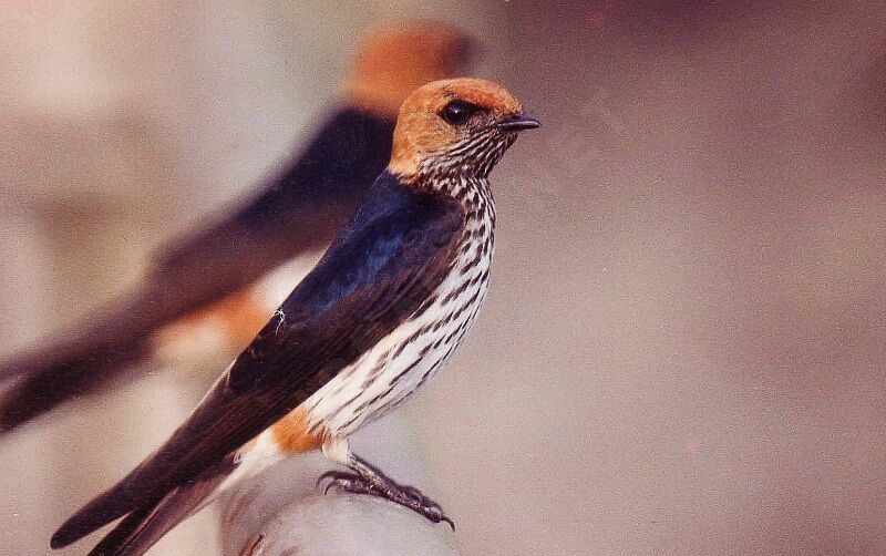 Lesser Striped Swallowadult