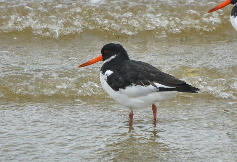 Eurasian Oystercatcheradult post breeding, identification