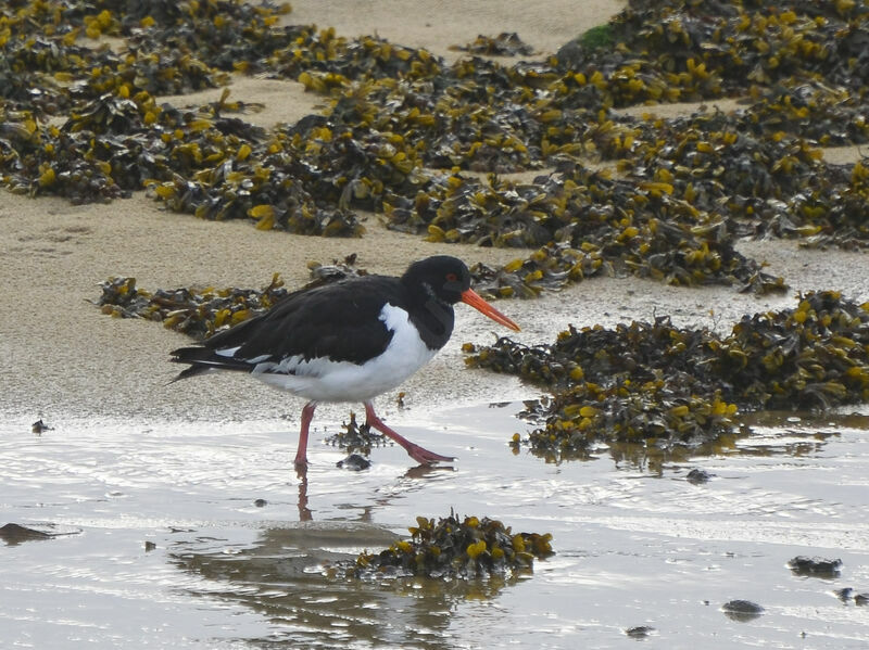 Eurasian Oystercatcheradult post breeding