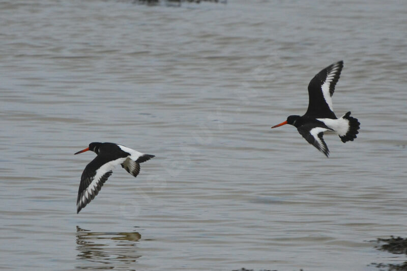 Eurasian Oystercatcheradult post breeding, Flight