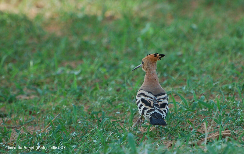 African Hoopoeadult breeding