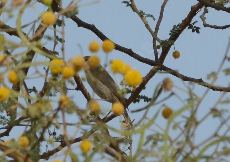 Eastern Olivaceous Warbler