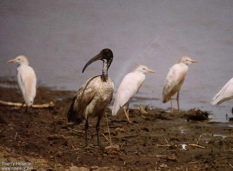 Ibis sacréjuvénile, identification