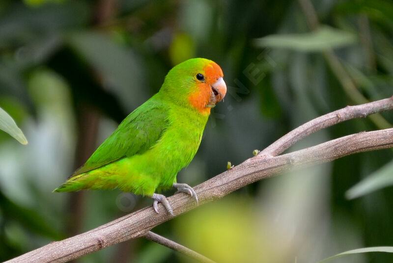 Red-headed Lovebirdadult, identification