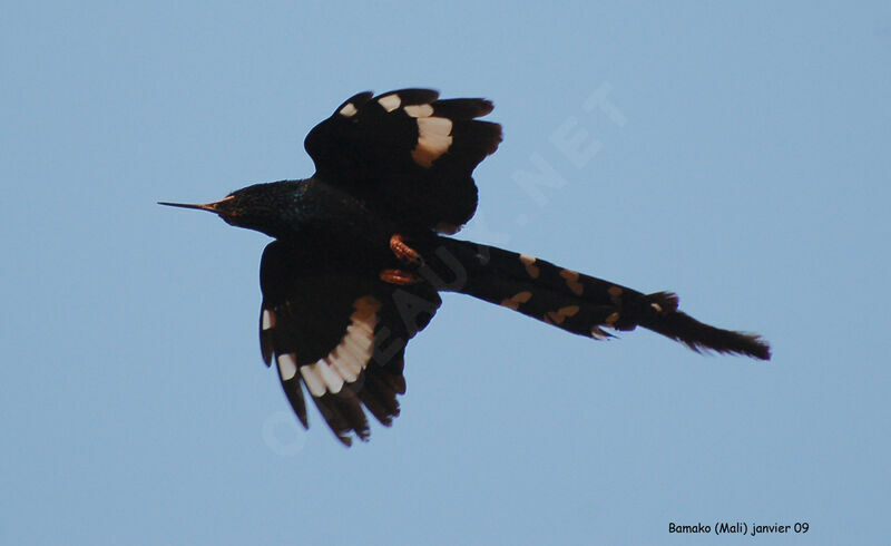 Green Wood Hoopoe, Flight