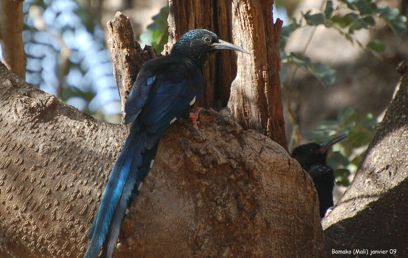 Green Wood Hoopoe