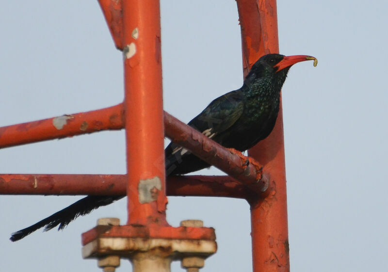 Green Wood Hoopoeadult, identification