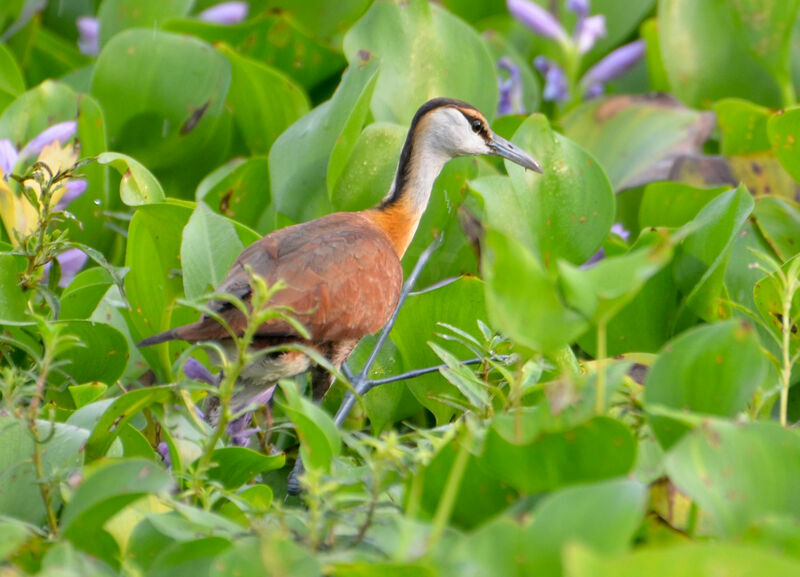 Jacana à poitrine doréeimmature, identification