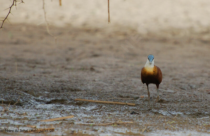 Jacana à poitrine dorée