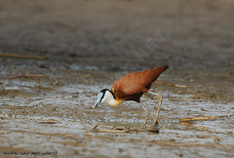 African Jacana